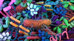 Bacterias, virus y hongos de la microbiota intestinal