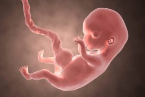 Desarrollo del bebé en el vientre materno