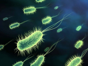 bacterias, probioticos