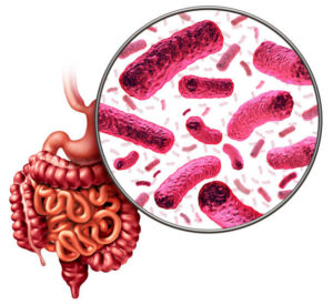 Microbiota intestinal