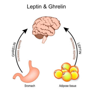 Grelina y leptina