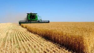 monocultivo de trigo, sensibilidad l gluten, mayor prevalenncia de alergias