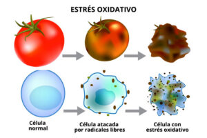Estrés oxidativo en enfermedad renal