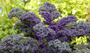 kale morado, superalimentos